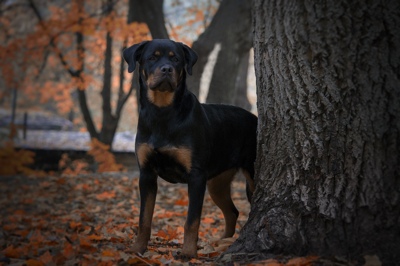 Understanding the Characteristics of the Rottweiler